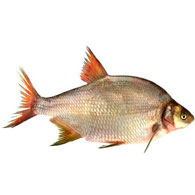 Лещ